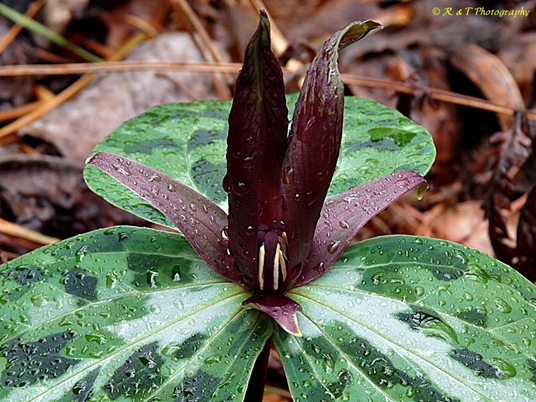 {Trillium underwoodii}
